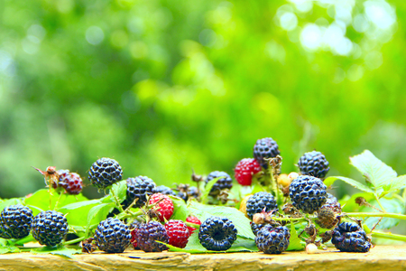 Crop of black raspberry with ripe berries. Fresh and sweet black raspberry on wooden board. Close-up of ripe raspberry in fruit garden. Harvest of Rubus occidentalisの写真素材