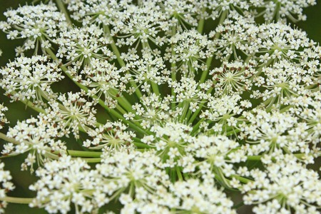 Blooming flowers of wild carrot. Macro photo of wild carrot. White flowers of Daucus carota closeup....