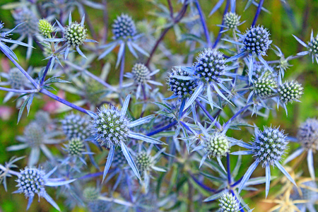 Thorny plant of Eryngium. Medicinal plant in summer. Seasonal flowers. Herbal pharmacy. Homeopathyの写真素材