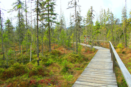 Wooden bridge over swamp in forest. Wooden bridge in Carpathian mountains. Wooden path in woodの写真素材