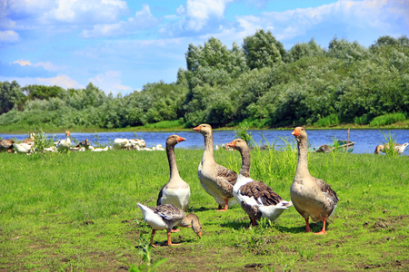 Geese on meadow near river. Flight of white house geese on green grass of meadow. Farm birds. Grey geese on grass. Domestic birds on pasture in summerの写真素材