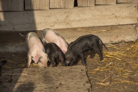 Little colorful pigs running around farm. Group of baby pigs in yard. Young baby piglets seek something in farm yard. Piglets look for food in farm yardの写真素材