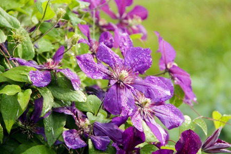Beautiful flowers of clematis of blossoming violet clematis with droplets of rain. Big bush of clematis growing in garden. Clematis after rain. Beautiful purple clematis blossomの写真素材