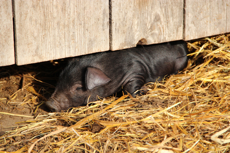 Piglet laying under fence on farm. Black pig sleeping on straw under fence. Funny young pig. Little piglet laying on farmの写真素材