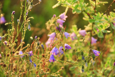 Bluebells in drops of dew. Flowers of campanula. Beautiful purple flowers of bluebells covered droplets of morning dew. Morning coolness. Wildflowers at dawn. Flowers with drops of waterの写真素材