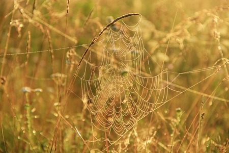 Spider's web closeup with drops of dew at dawn. Wet grass before sun raise. Spider web with droplets of water. House of spiderの写真素材