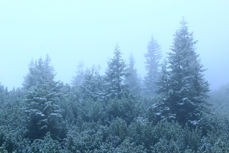 Mountain forest in dense mist. Evergreen forest with big spruces and mossy stones. Mist in wood. Wild coniferous forest. Misty landscape with fir woodの写真素材