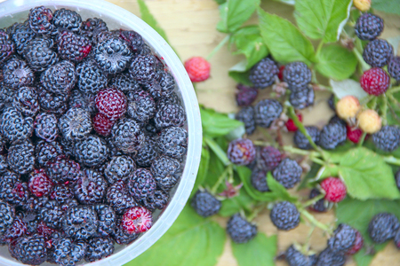 Crop of black raspberry berries. Ripe Rubus occidentalis in bucket. Bucket full of fresh and sweet black raspberries. Closeup of ripe raspberry. Harvest of Rubus occidentalisの写真素材