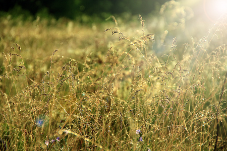 Sunny rays illuminate grass with dew on meadow. Grass blades covered by droplets of dew in dawn. Tall grass covered with dew at sunrise. Meadow plant in rays of morning sunの写真素材