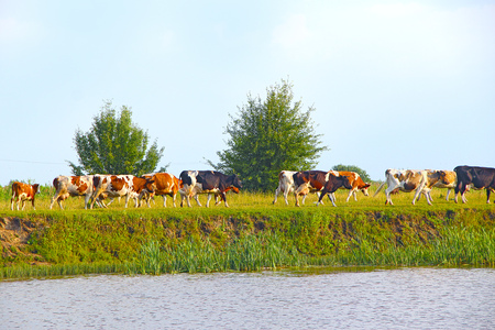 Cows grazing on green farm pasture in summer. Landscape with cloudy sky and cows grazing on meadow near lake. Cows eating green grass near lake. Panorama with lake and farm animalsの写真素材
