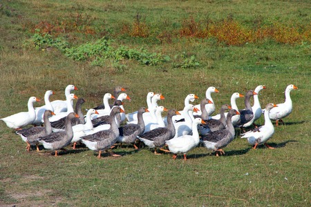 Geese walking on field in countryside in summer. Flight of house geese in village. Farm birdsの写真素材