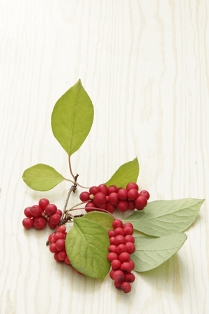Branches of red schisandra. Clusters of ripe schizandra. Crop of useful plant. Fruits of schizandra chinensis plant on white background. Schizandra omija of Koreaの写真素材