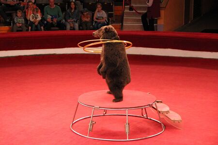 Trained bear twisting hoops in circus arena. Bear cheering audience in circus. Bear showing tricks on circus arena. Trained animal showing number with hoopsのeditorial素材