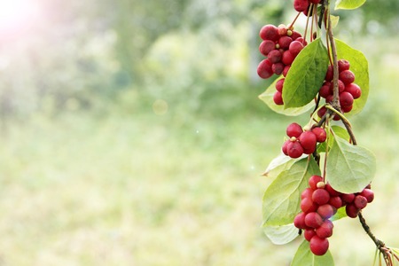 Ripe fruits of red schizandra with green leaves hang in sunny rays in garden. Red schisandra growing...