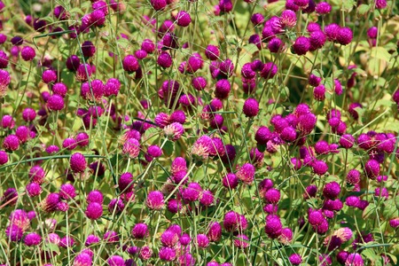 Flowers of red clover in summer field. Red blooming flowers in meadow. Pink clovers on green grass....