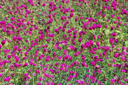 Flowers of red clover in summer field. Red blooming flowers in meadow. Pink clovers on green grass....