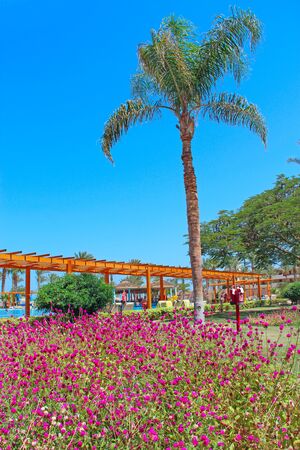 Pink flowers of clover blooming in the tropics. Glade of decorative clover blooming near five-star hotel in the tropicsの写真素材