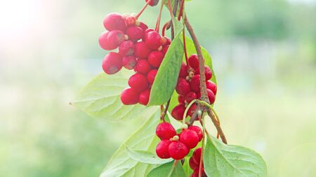 Red fruits of schisandra growing on branch in row. Clusters of ripe schizandra. Crop of useful plant. Red schizandra hang in row on green branch. Schizandra chinensis plant with fruits on branchの写真素材