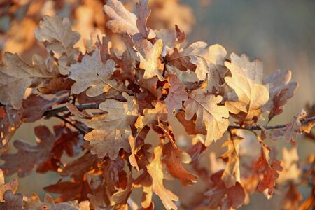dry oaken leaves on branch in autumn. Autumn come. Autumn yellow leaves on oak tree