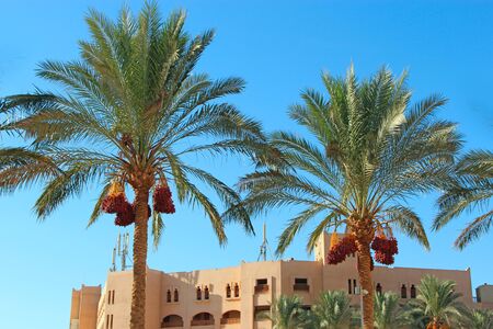 Palm trees with ripe dates grow in African city. Tropical nature in Egypt. Urban nature. Trees growing in Hurghada cityのeditorial素材