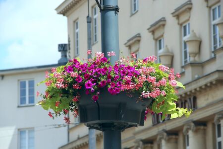 Flowers in hanging pot on background of urban buildings close up. Floral decoration at city street. Red and pink flowers in flowerpot hang on city pillarのeditorial素材