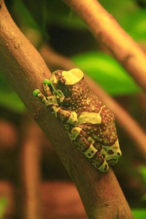 Amazon milk frog in terrarium Trachycephalus resinifictrix. Animal from Amazon Rainforest in South...