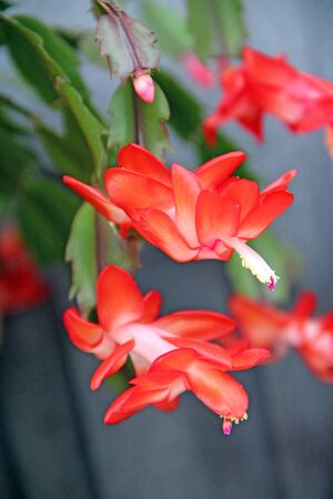 Schlumbergera red flowers. Christmas flowers in flowerpots. Room decoration. Beautiful red flowers of Schlumbergeraの写真素材