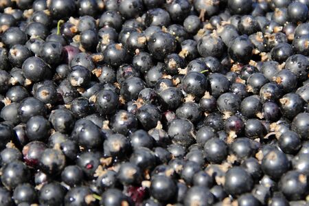 Heap of black currant closeup. Rich crop of berries of black currant. Textured background. Macro of ripe black currant. Texture from collected berries of black currant. Harvest collected in gardenの写真素材