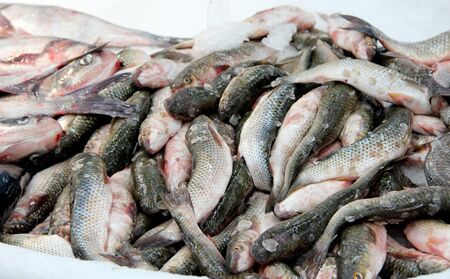 Fresh fish mullets are sold in supermarket. Mugil cephalus in pile in refrigerator. Fresh fish in...