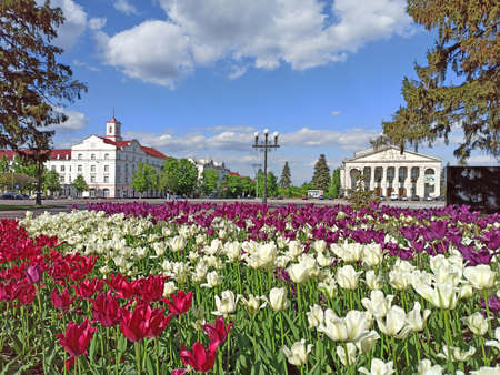 Central area in Chernihiv town with beautiful tulips and view to dramatic theatre. Blooming flowers in city. Beautiful panorama with blooming tulips in spring. Blossoming red white and purple tulipsのeditorial素材