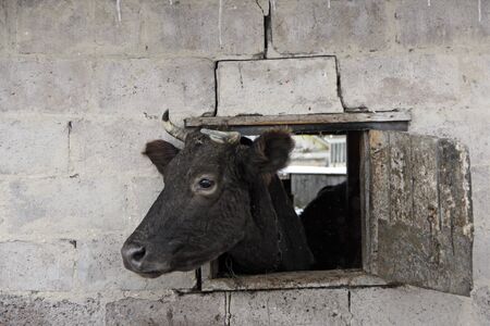 Cow looking out from window of shed on brick wall. Cow showing its head from shed and hiding insideの写真素材