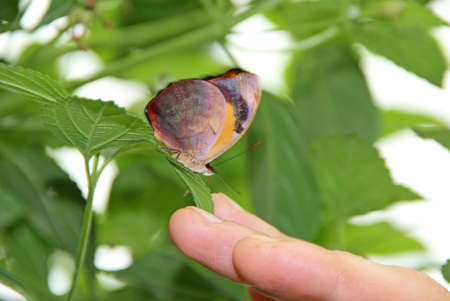 Brown butterfly sitting on green leaf near human finger. Graceful butterfly sitting on leaf of plant...