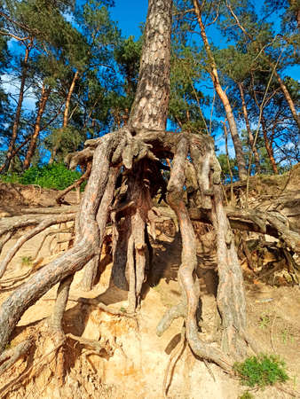 Pine tree with huge roots in the forest. Pine root growing above the ground. Tree of pine with big rootsの写真素材