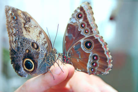 Two butterflies sitting on human fingers. Hand butterflies. Butterflies of Morpho peleides sitting...
