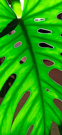 Green monstera leaf. Natural texture. Pattern from green leaf of plant. Leaf of monstera in...