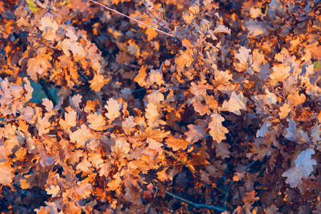 dry oaken leaves on branch in autumn. Autumn come in forest. Autumn yellow leaves on oak tree