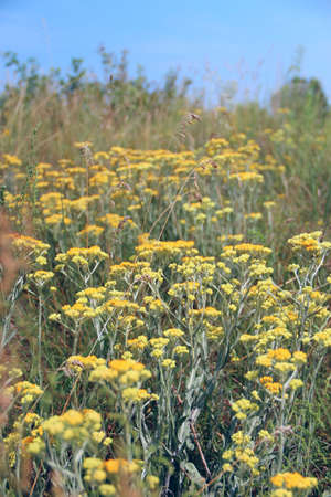 Artemisia absinthium blossoming in summer field. Many yellow flowers of Artemisia absinthium....