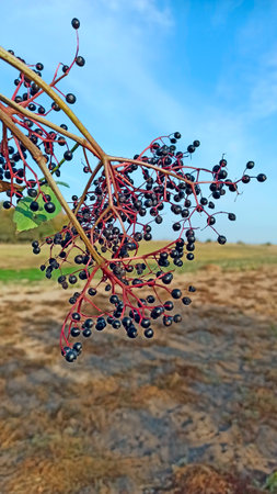 Ripe black elderberry berries on branch. Elderberries ripened on the tree branch. Useful berries of black elderberry hang on tree. Herbal medicineの写真素材