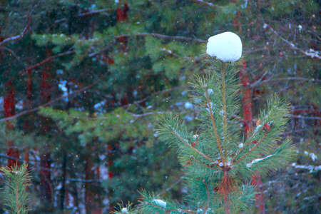 Top of pine with snow covered needles. Snowing in forest. Branches of pines covered by snow in forest. Pine tree in snow. Forest tree in winter. Winter weatherの写真素材