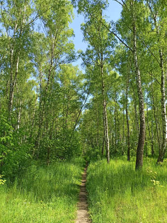 Footpath through park in spring. Green spring forest with path. High green grass on forest path....