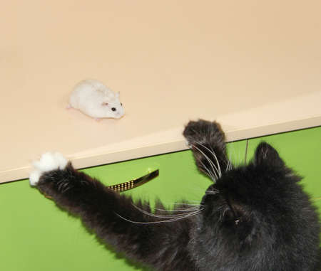 little white hamster is friend with black cat. small hamster makes friendship with cat. Love of pets. Pet life. Friends cat and hamster. Friendship of pets. Pet life. Amusing animalsの写真素材