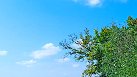 tree branch against blue sky. Green foliage on blue sky background. Natural conceptの写真素材