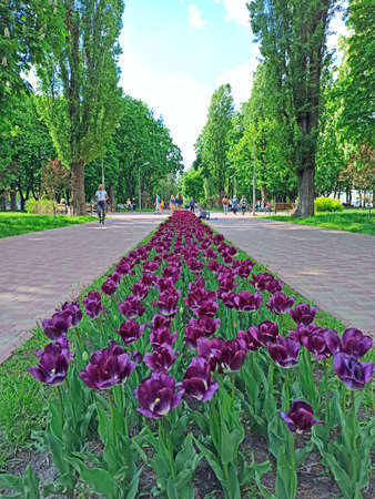 Lilac tulips on flower bed in garden. Lilac tulips planted in garden. Springtime garden. Colorful tulips in flower bed. Beautiful spring flower tulips in gardenの写真素材
