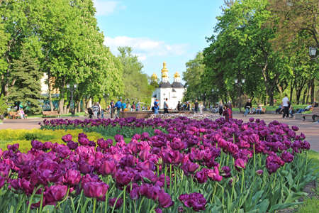 Lilac tulips on flower bed in garden. Lilac tulips planted in garden. Springtime garden. Colorful...