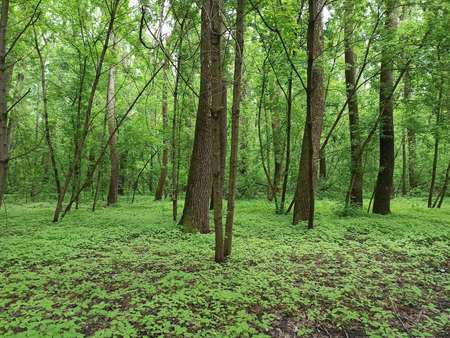 Spring forest with green grass and trees. Forest landscape. Freshness of wood. Forest greeneryの写真素材