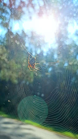 spider is basking in rays of sun. Spider sitting on web sunny rays. Sunlights in morning. Fauna of forest. Insect living in forest. Spider in cobweb. Arachnologyの写真素材