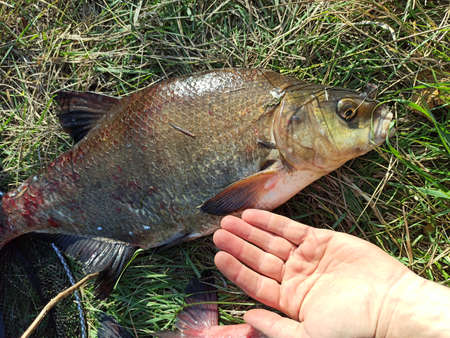 Head of the fish swallowing air. Head of bream on land. Caught fish. Fishing trophy. Fish head close...