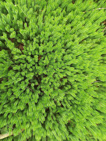 brushwood of Hypnum cupressiforme in forest. green texture. natural texture. green plant growing in...