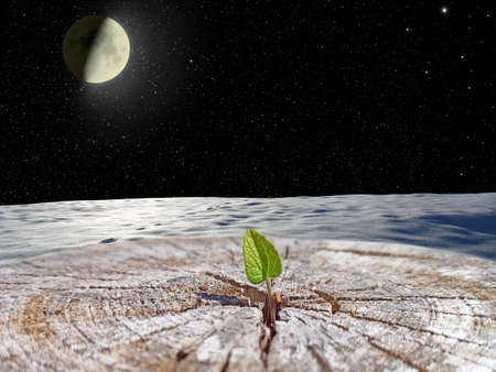 Small leaf of felled tree with a view into open space. New life in universeの写真素材