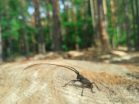 Longhorn beetle standing on wooden surface. Insect with long whiskers. Cerambicida. Black long...